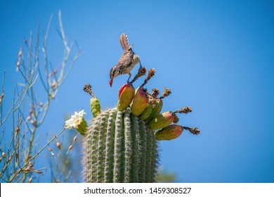 Cactus Wren eating Saguaro Cactus Fruit on top against sky