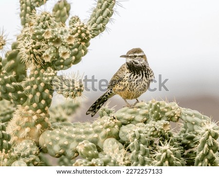 Cactus Wren on Bald Cholla in the desert
