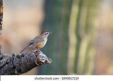 Cactus Wren Perched On A Branch - State Bird Or Arizona