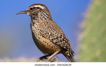 Cactus Wren Seen In Phoenix, Arizona.