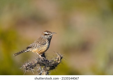 Cactus Wren - State Bird Of Arizona - Posing In The Sunshine