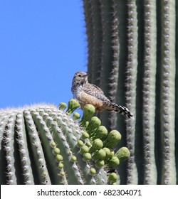 Cactus Wren, Tuscon Arizona Head Turned