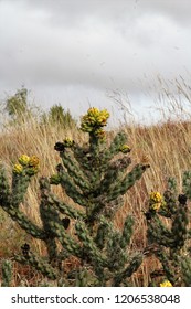 Cactus With Yellow Fruit In Black Mesa State Park In The Panhandle Of Oklahoma