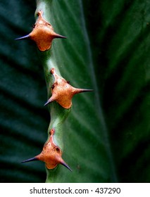 cactus4