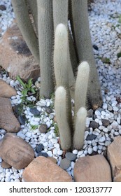 cactuses