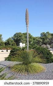 cactuses