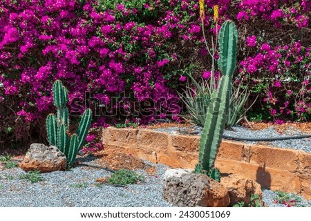 Cactuses and Bougainvillea flowers in the tropical garden