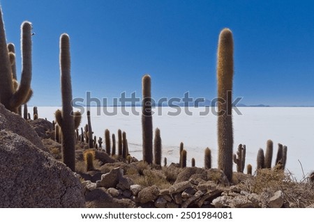 Similar – Cacti and salt lake