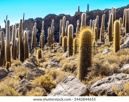 Cactuses on Incahuasi Island, or Inkawasi, or Inka Wasi. Salt flat Salar de Uyuni, Altiplano, Bolivia