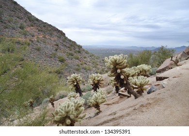 Cactuses On The Side Of Pinnacle Peak Mountain In Scottsdale, Arizona