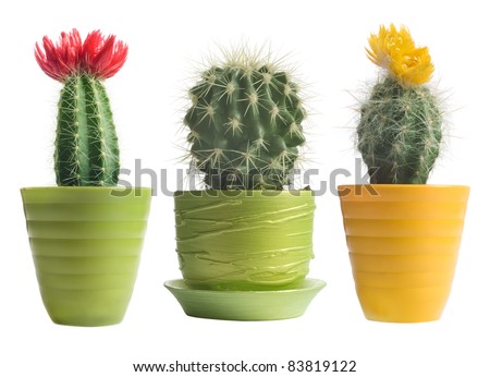 cactuses on white background