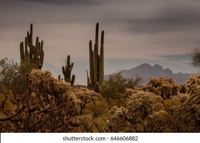 Cactuses and peyotes in Arizona’s Tonto National Forest, Arizona desert, USA