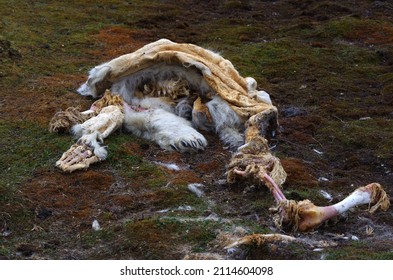 Cadaver dead polar bear (ursus maritimus) laying the Arctic tundra  meat has already been eaten by other animals 