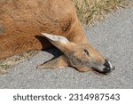 Cadaver of a roe deer. Roadkill.