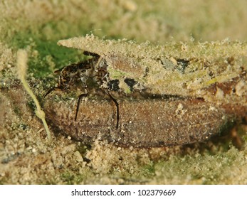 Caddis Fly Larva