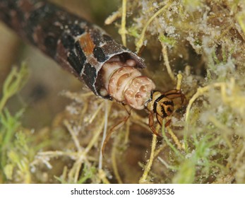 Caddis Fly Larva