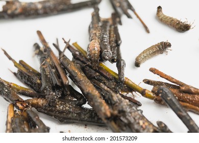 Caddis  Fly Larva