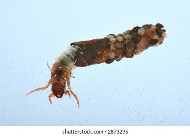 Caddis Fly Larva