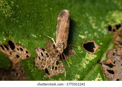 A Caddis Fly On A Damaged Leaf.