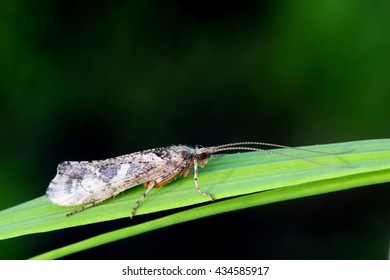 Caddis Fly On A Green Leaf