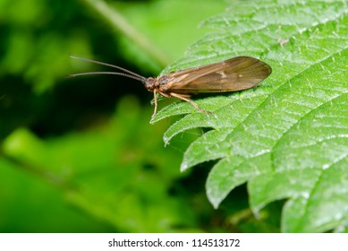 Caddis Fly On Stinging Nettle