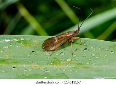 Caddis Fly On Wet Grass Blade