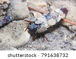 Caddisflie larvae under the water in the built home. Trichoptera. (Caddisfly). Underwater photography. River habitat. 