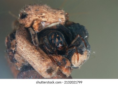 Caddisfly Larva Inside Its Tube Case 