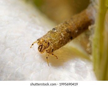 Caddisfly Larva On Dead Perch Fish