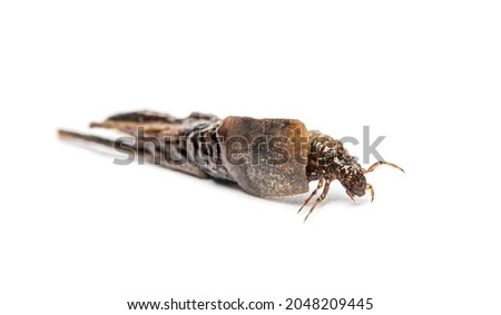 caddisfly larva Phryganea specie in protective cases or shell, made of plant pieces, pieces of leaf and wood