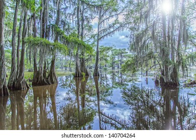 Caddo Lake, Nature