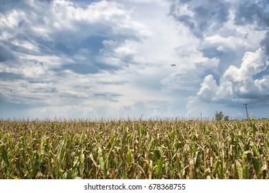 Caddo Parish Corn Field