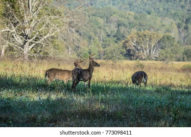 Cades Cove Deer