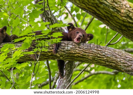Cades Cove is full of wildlife that can be seen from the roadside. This is one of three cubs seen up in a tree while their mother was foraging nearby not far from a crowd of people. 