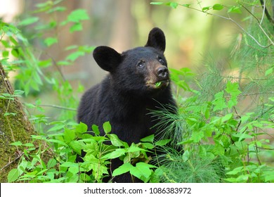 Cades Cove Smoky Mountain National Park, Tennessee Black Bear