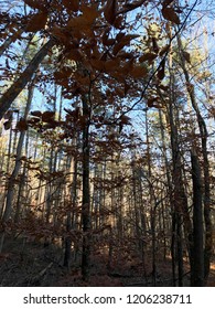 Cades Cove Winter Cold