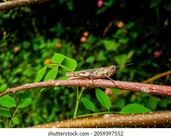 Caelifera Grasshopper On A Wooden Branch 