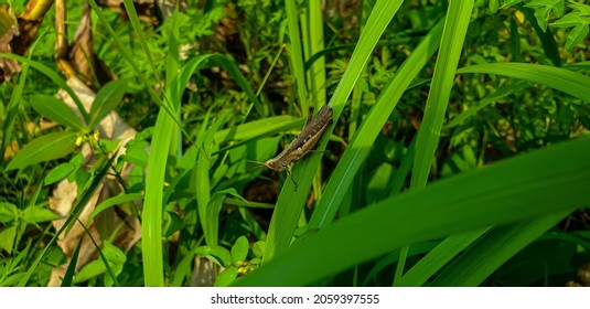 Caelifera Grasshopper On A Wooden Branch 