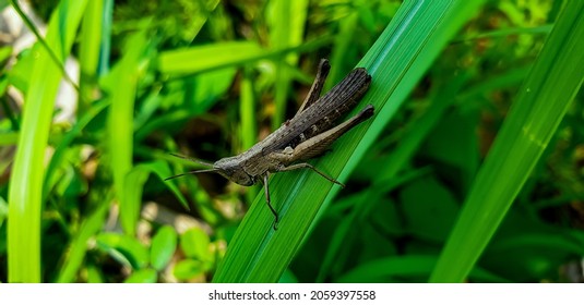 Caelifera Grasshopper On A Wooden Branch 