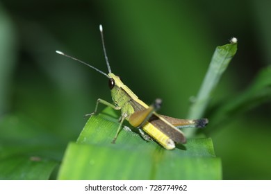 Caelifera In The Nature