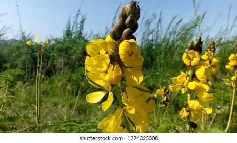 Caesalpinia Decapetala Flower. Taken From Rusinga Island In Kenya