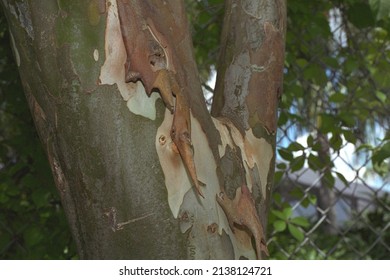 Caesalpinia Granadillo -  Peeling Bark