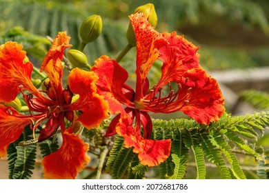 Caesalpinia Pulcherrima. Also Called Poinciana, Peacock Flower, Red Bird Of Paradise, Mexican Bird Of Paradise, Dwarf Poinciana, Pride Of Barbados, Flos Pavonis, Flamboyant-de-jardin, Kembang Merak