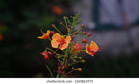 Caesalpinia Pulcherrima Known As Poinciana, Peacock Flower, Red Bird Of Paradise, Mexican Bird Of Paradise, Dwarf Poinciana, Pride Of Barbados, Flos Pavonis, And Flamboyant-de-jardin.