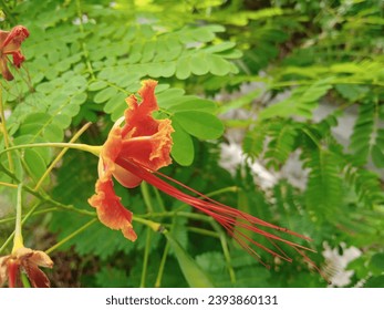 Caesalpinia Pulcherrima, Natural Red Flower, Bird of Paradise Caesalpinia Pulcherrima. Red flower background