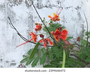 Caesalpinia Pulcherrima, Natural Red Flower, Bird of Paradise Caesalpinia Pulcherrima. Red flower background