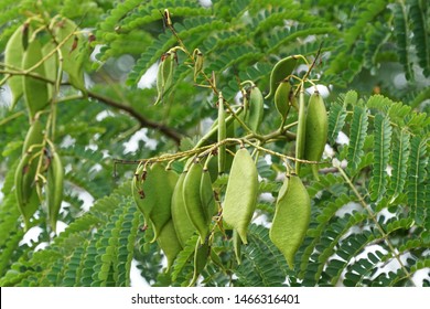 353 Flamboyant fruit Images, Stock Photos & Vectors | Shutterstock