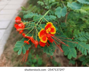 Caesalpinia pulcherrima, poinciana, peacock flower, red bird of paradise, Mexican bird of paradise, dwarf poinciana, pride of barbados is a species of flowering plant in the pea family Fabaceae.  - Powered by Shutterstock