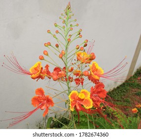 Caesalpinia Puncherrima Plant, Common Road Side Flowering Plant In India Native Of West Indies, Grows Well In Problematic Soil  