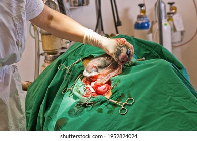 Caesarean Section On A Female Boxer